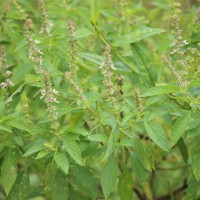 Ocimum americanum L.